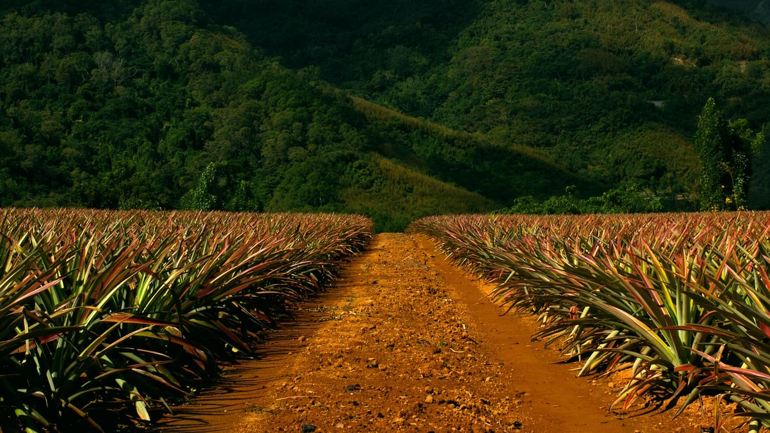 Background for Agriculture Drone